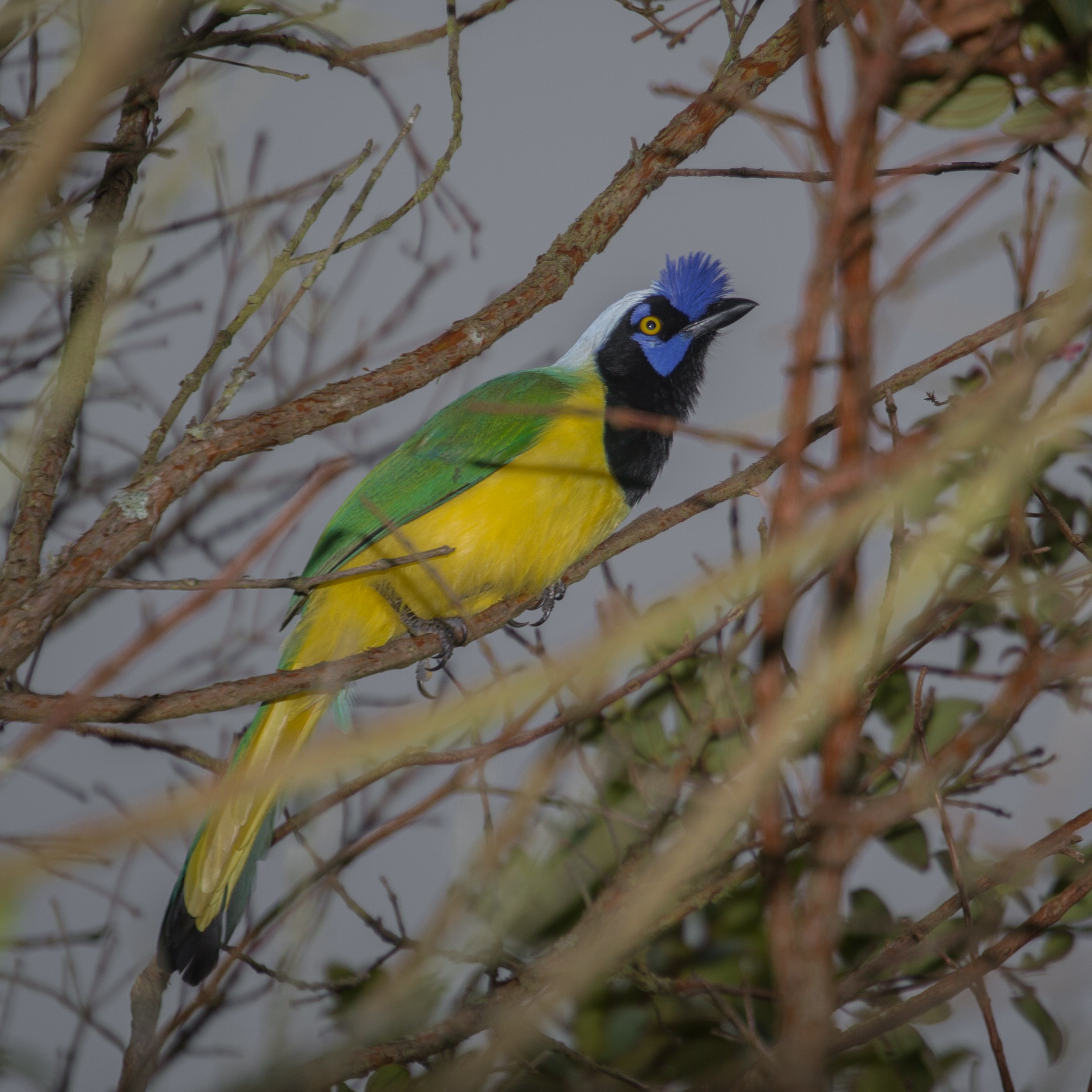 Green Jay