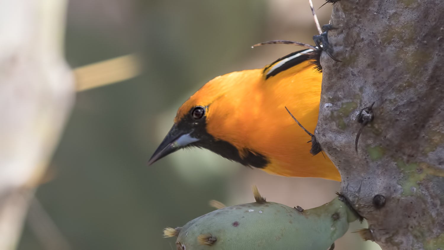 Orange Oriole