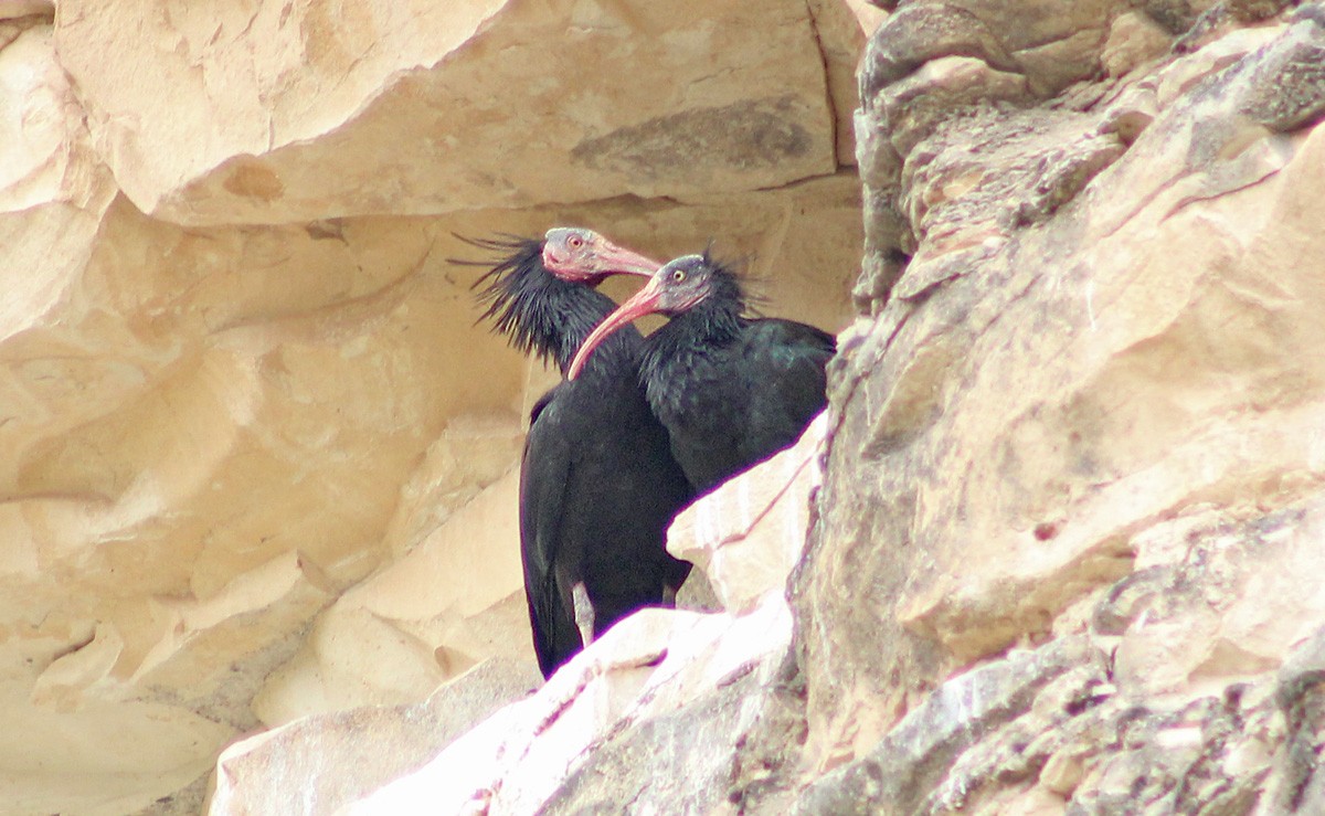 Kelaynak