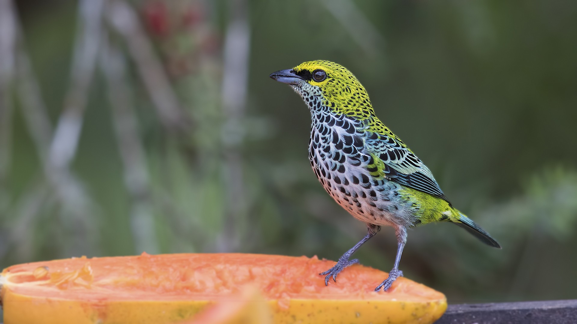 Speckled Tanager