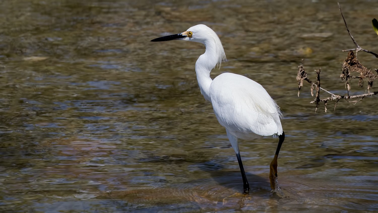 Snowy Egret