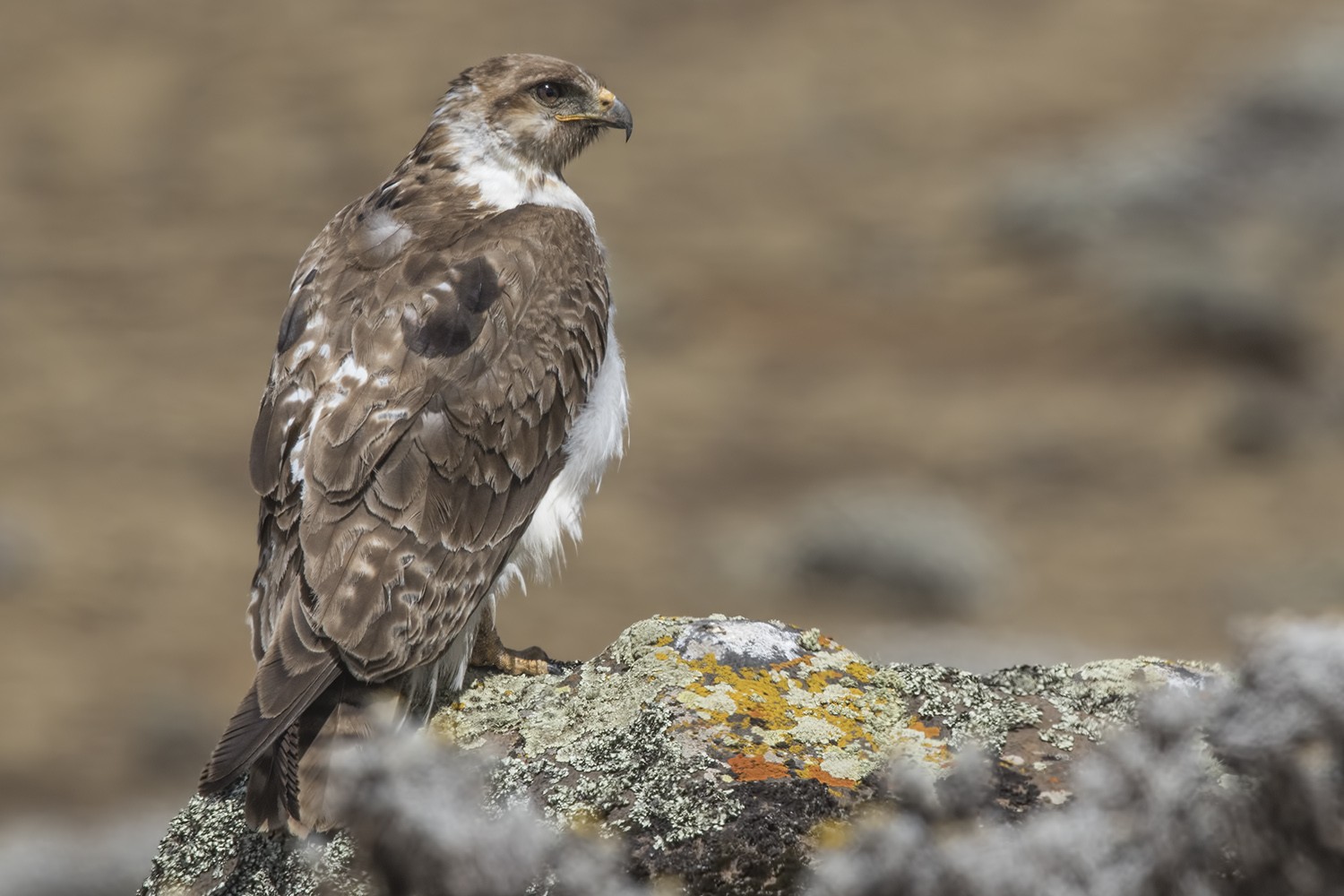 Mountain Buzzard