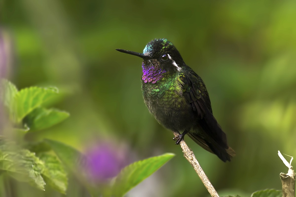 Magnificent Hummingbird
