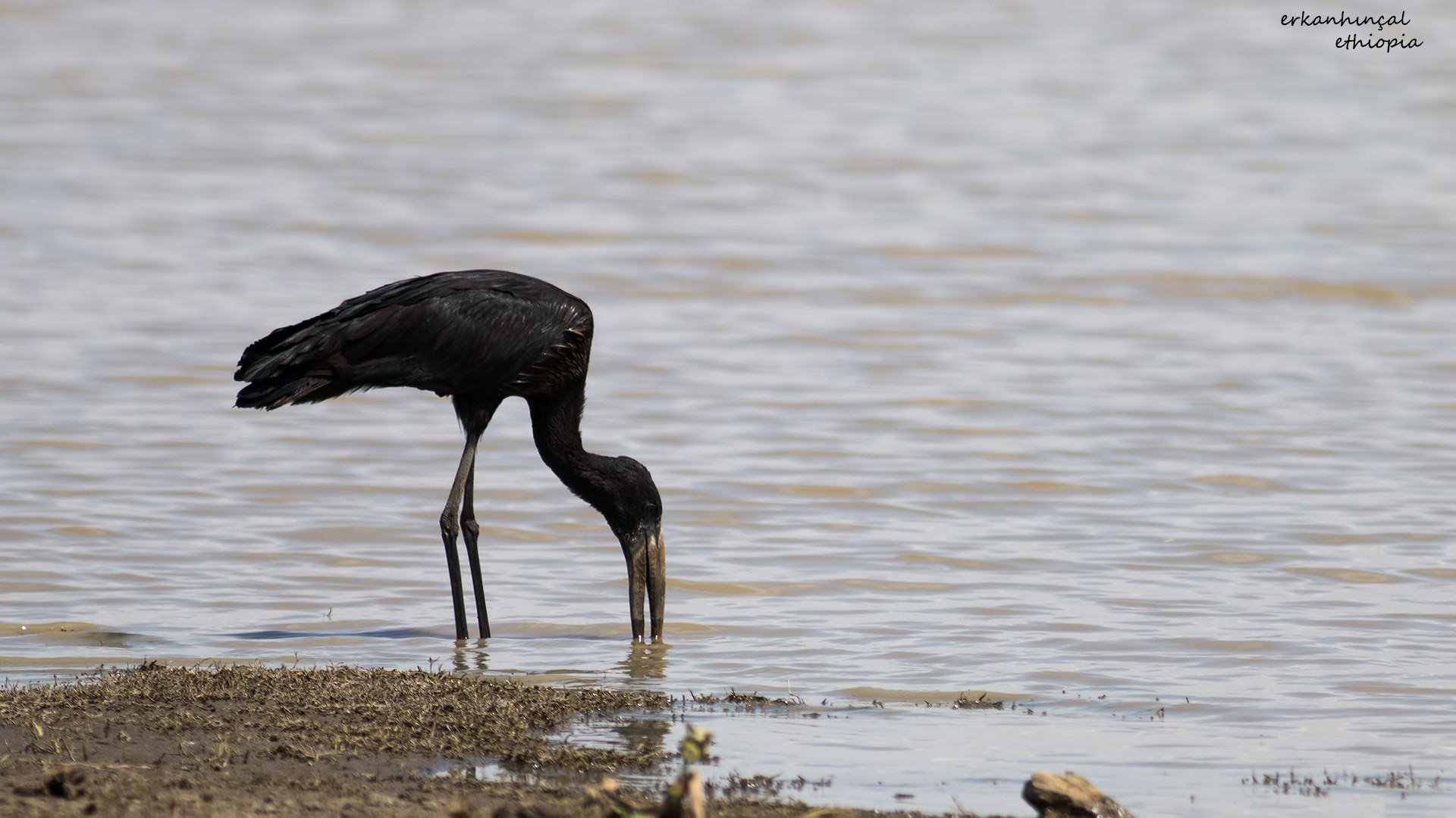 African Openbill