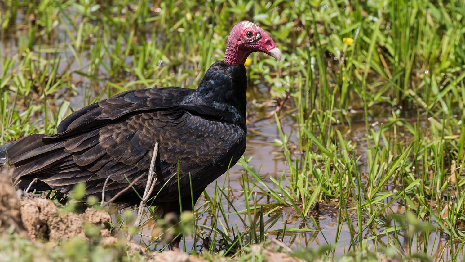 Turkey Vulture