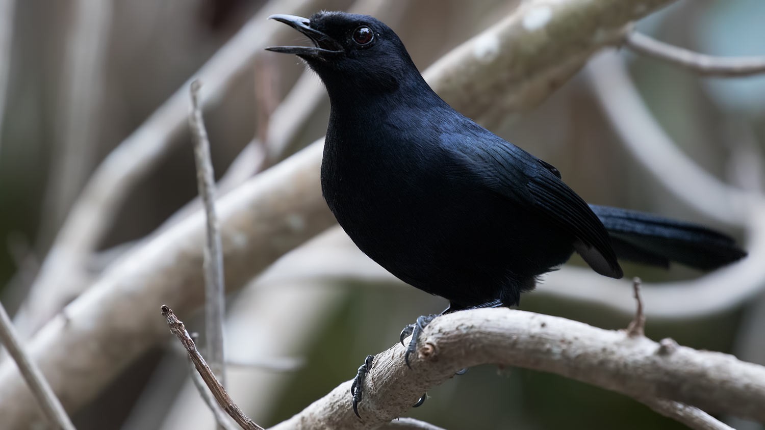 Black Catbird