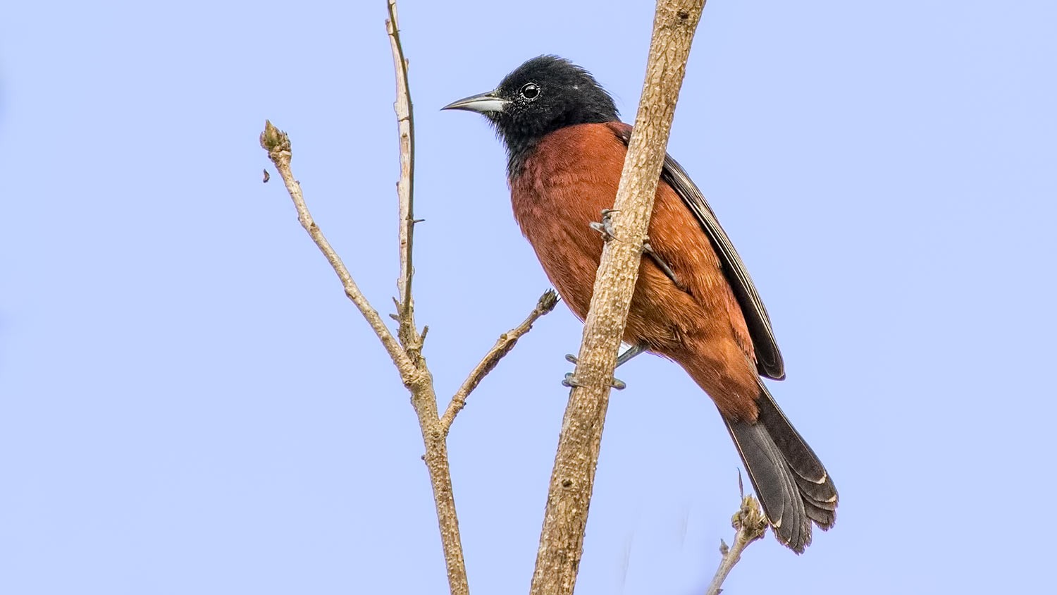 Orchard Oriole
