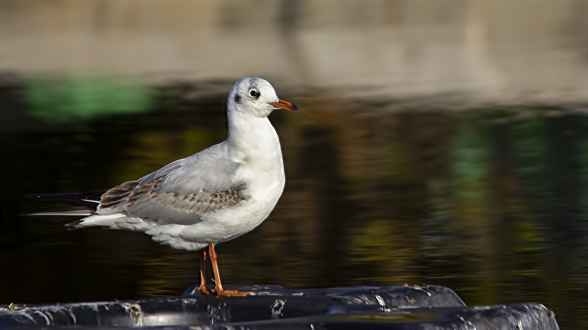 Black-headed Gull