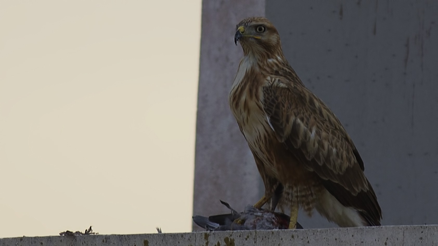Long-legged Buzzard