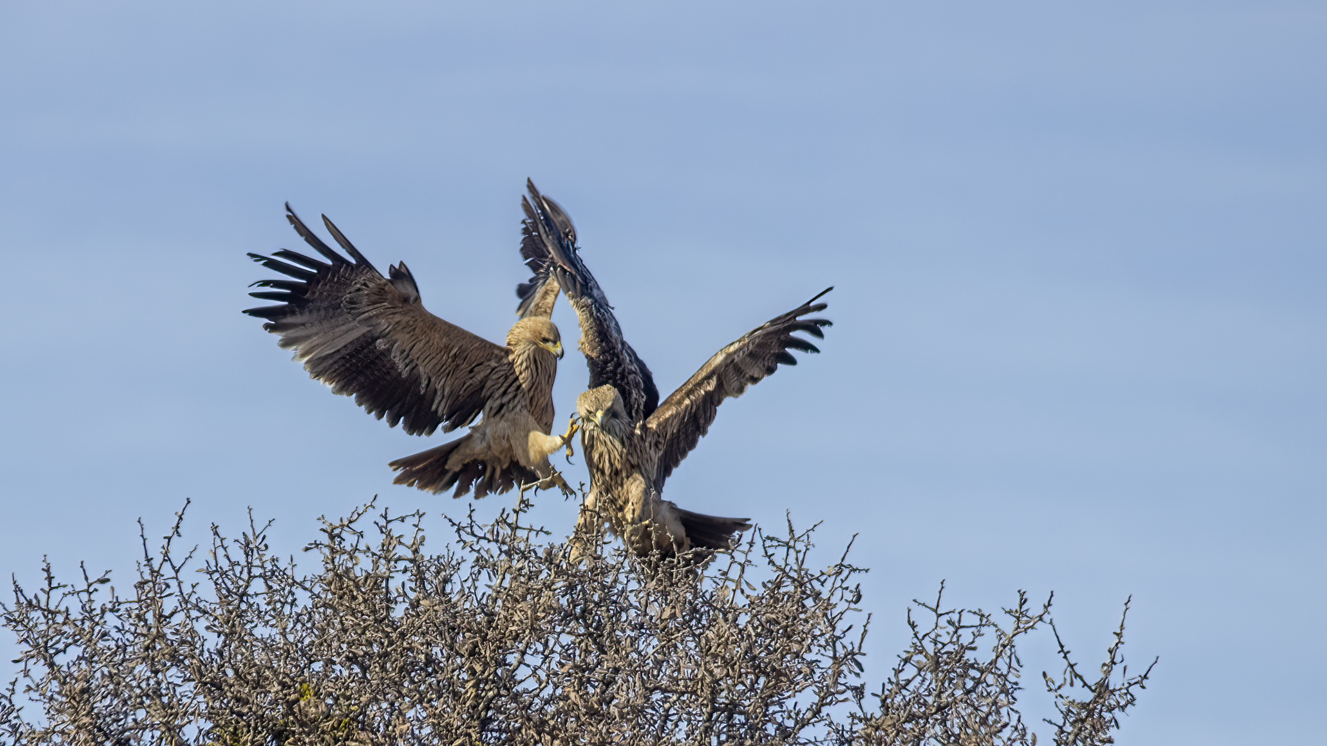 Imperial Eagle