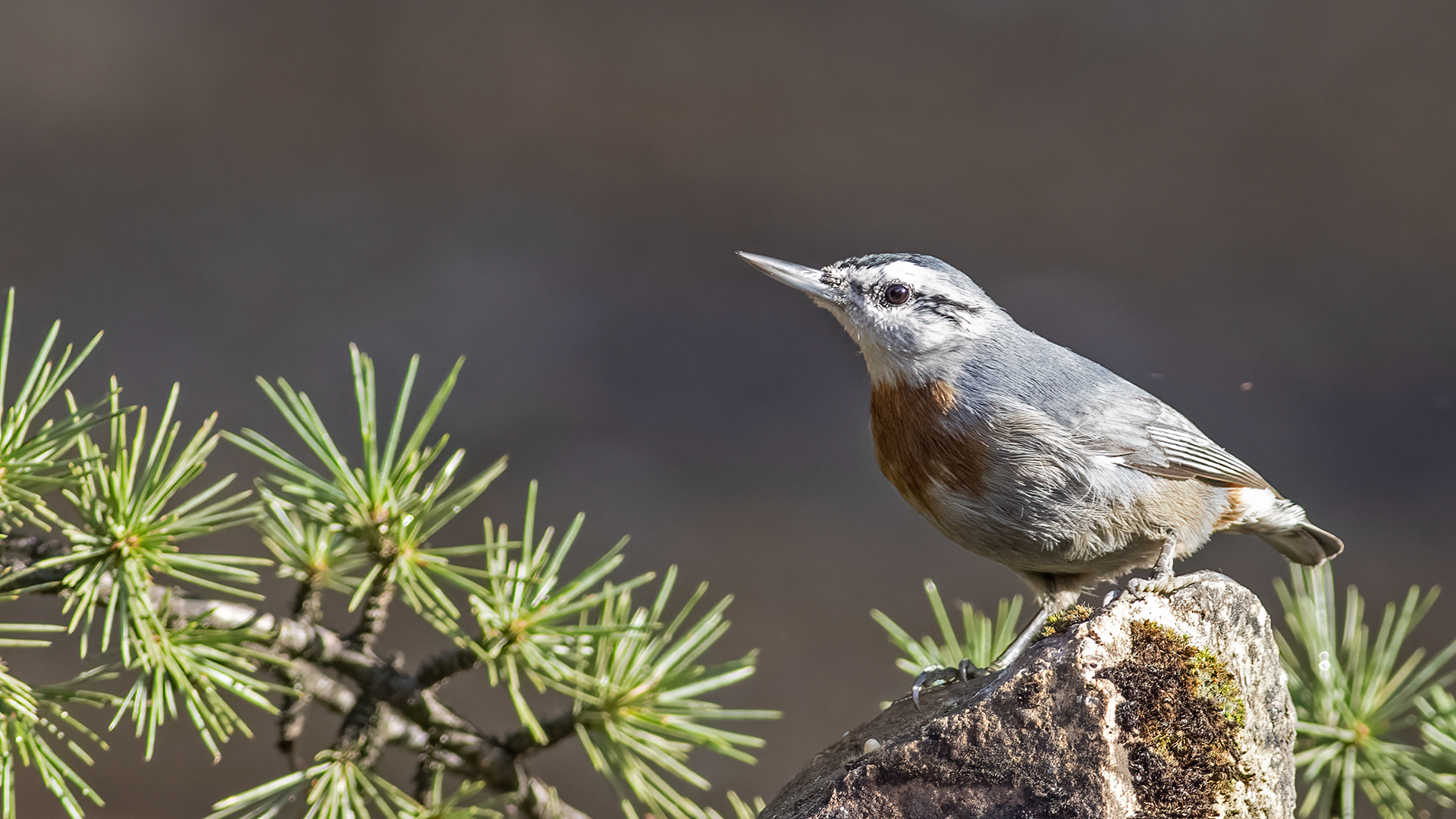 Krüper's Nuthatch