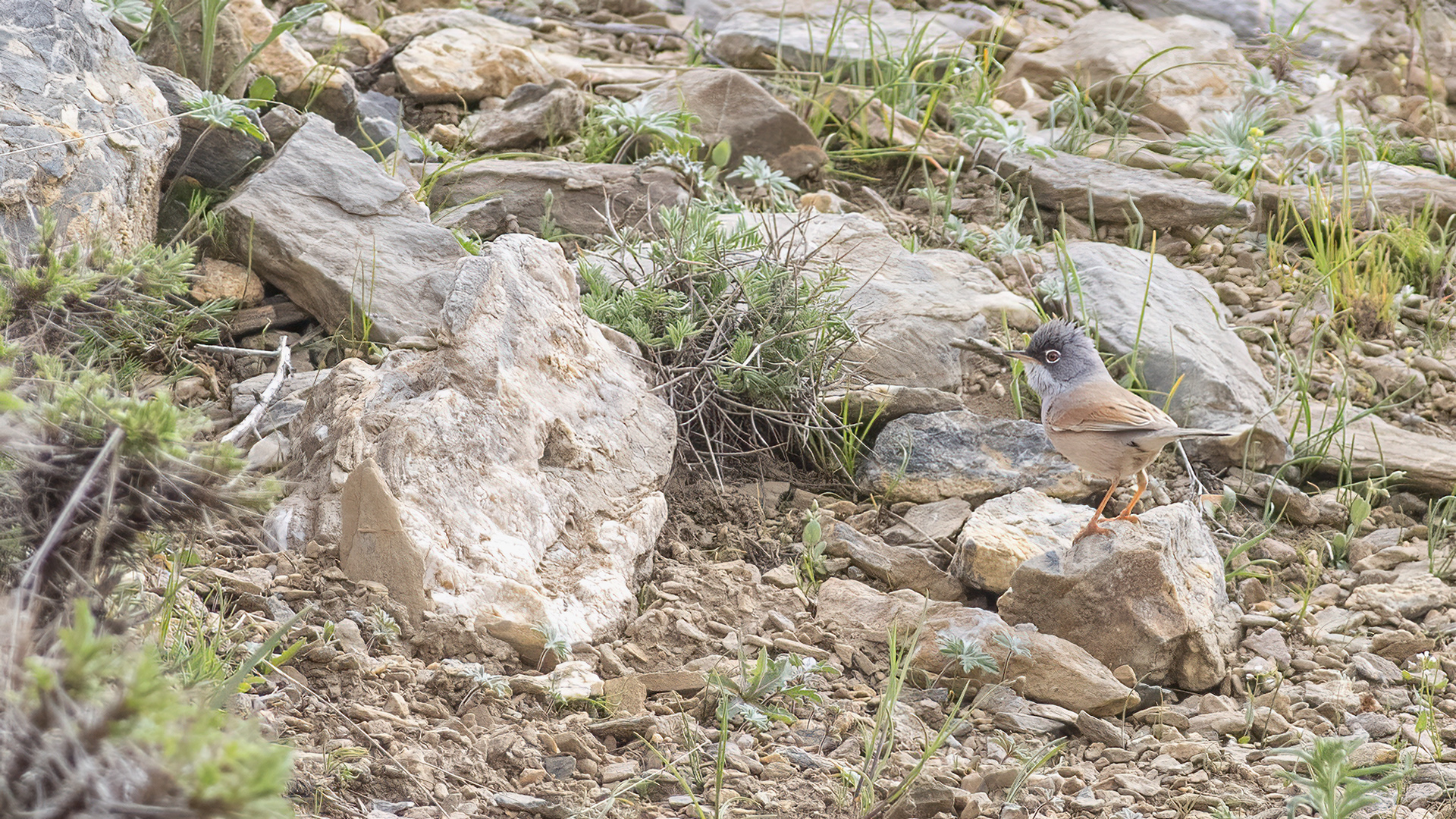 Spectacled Warbler