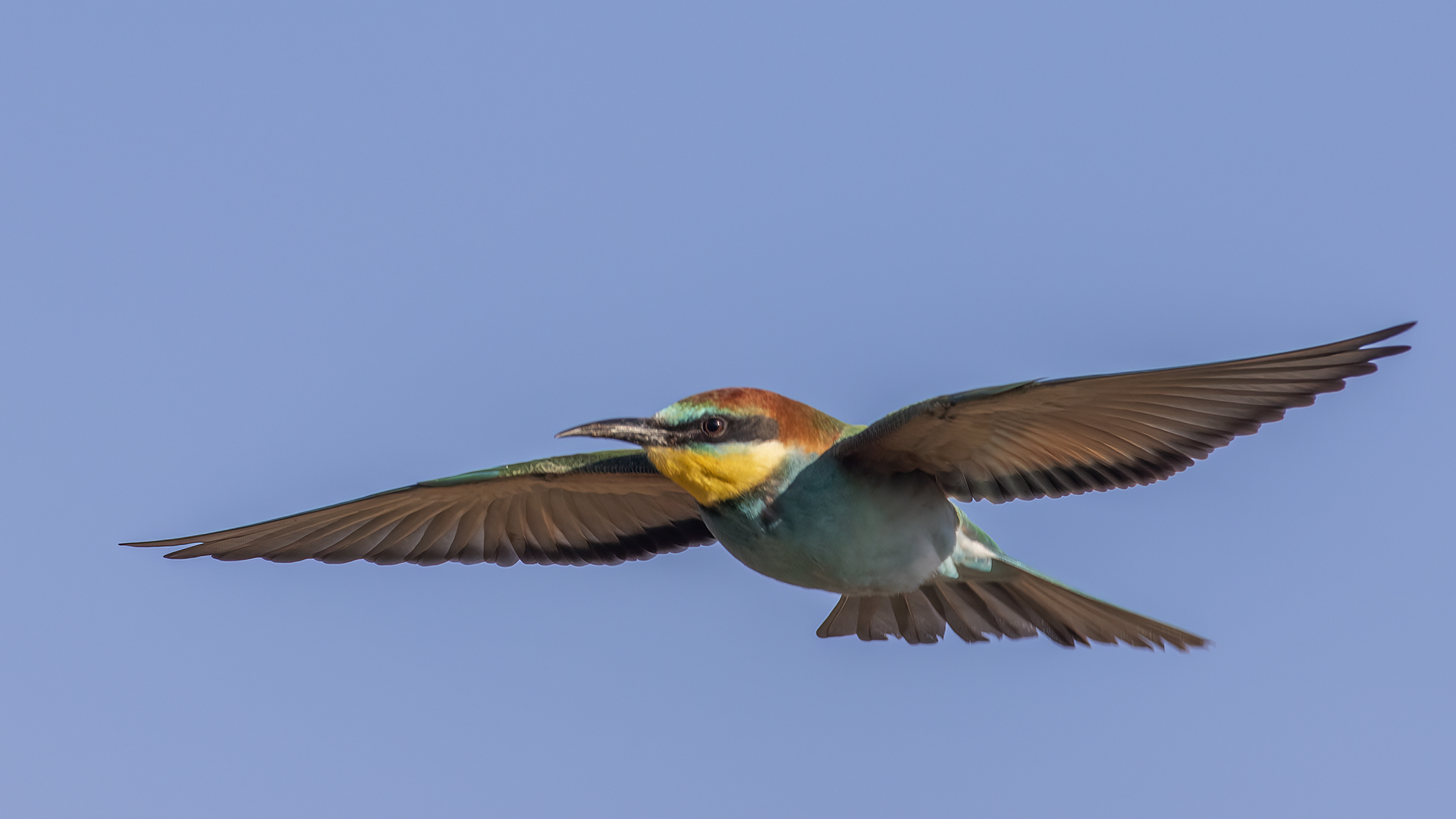 European Bee-eater