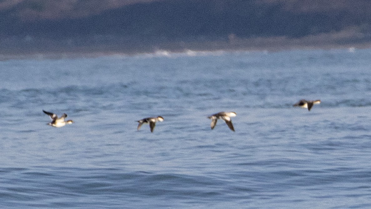 Smew