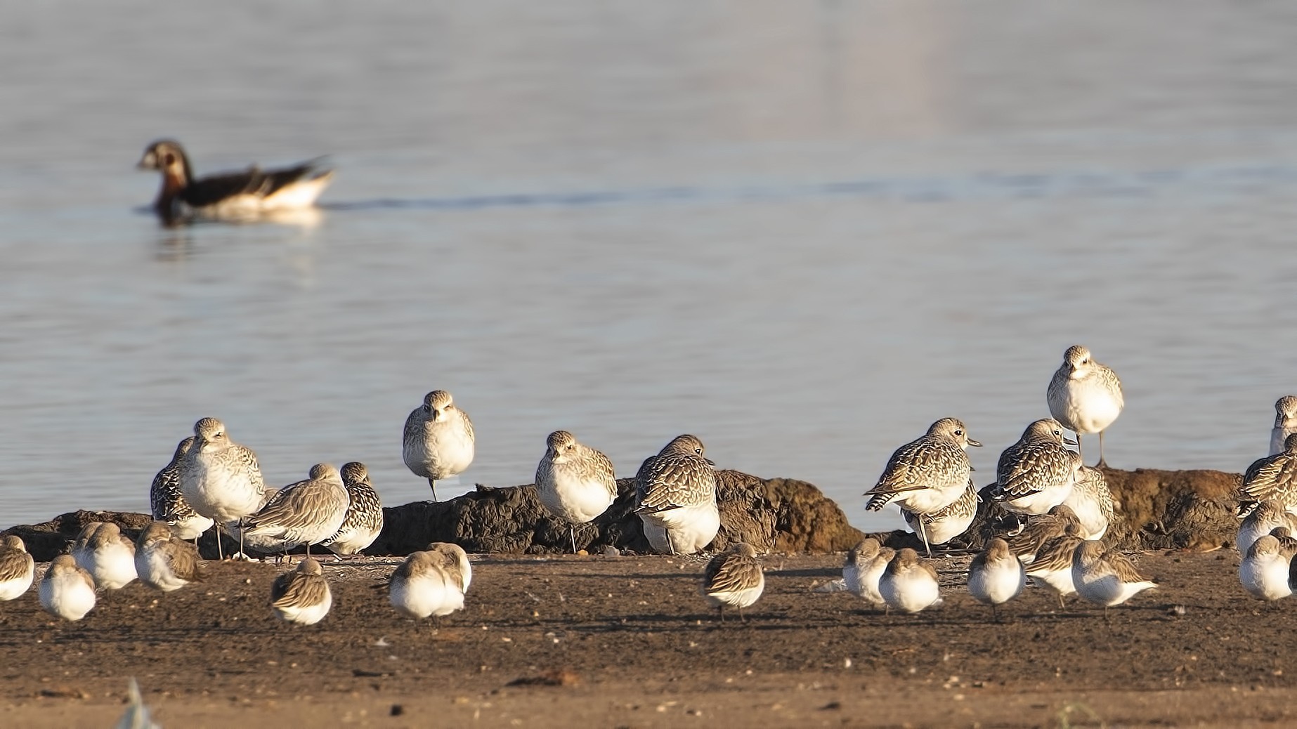 Black-bellied Plover