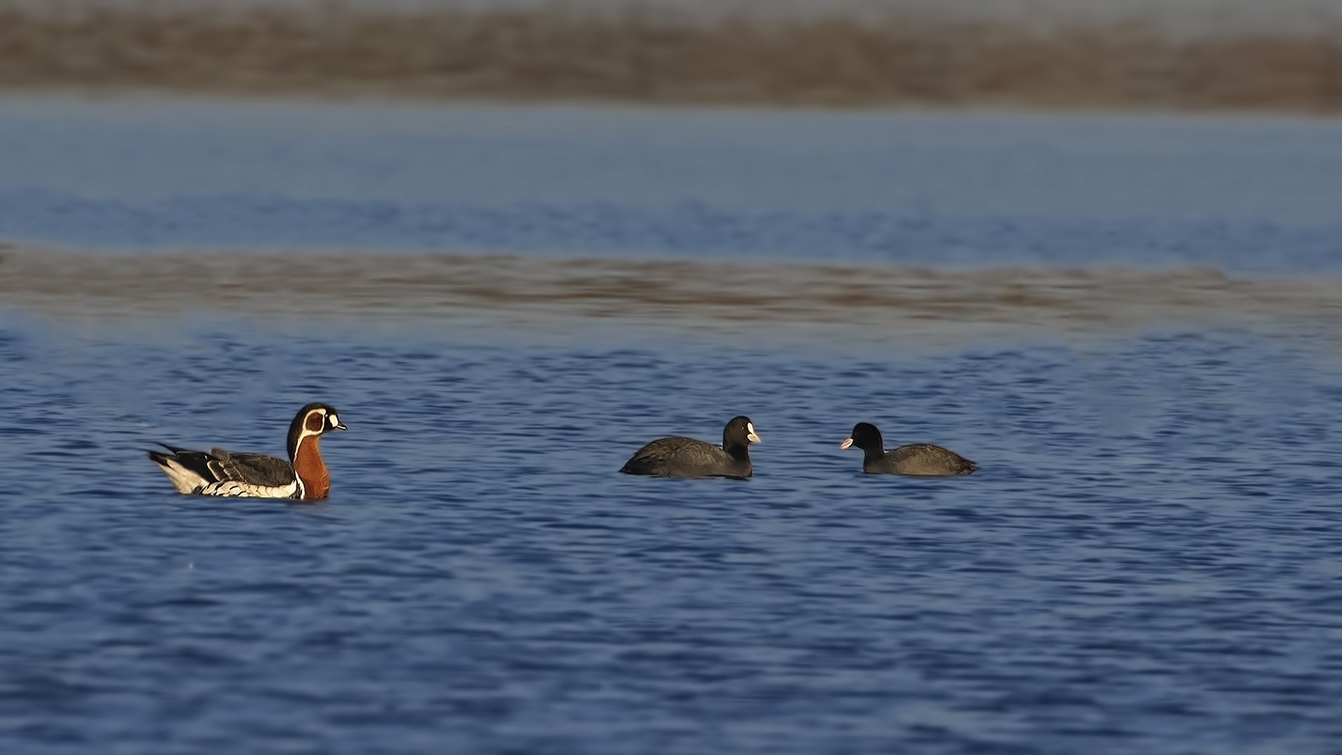 Red-breasted Goose