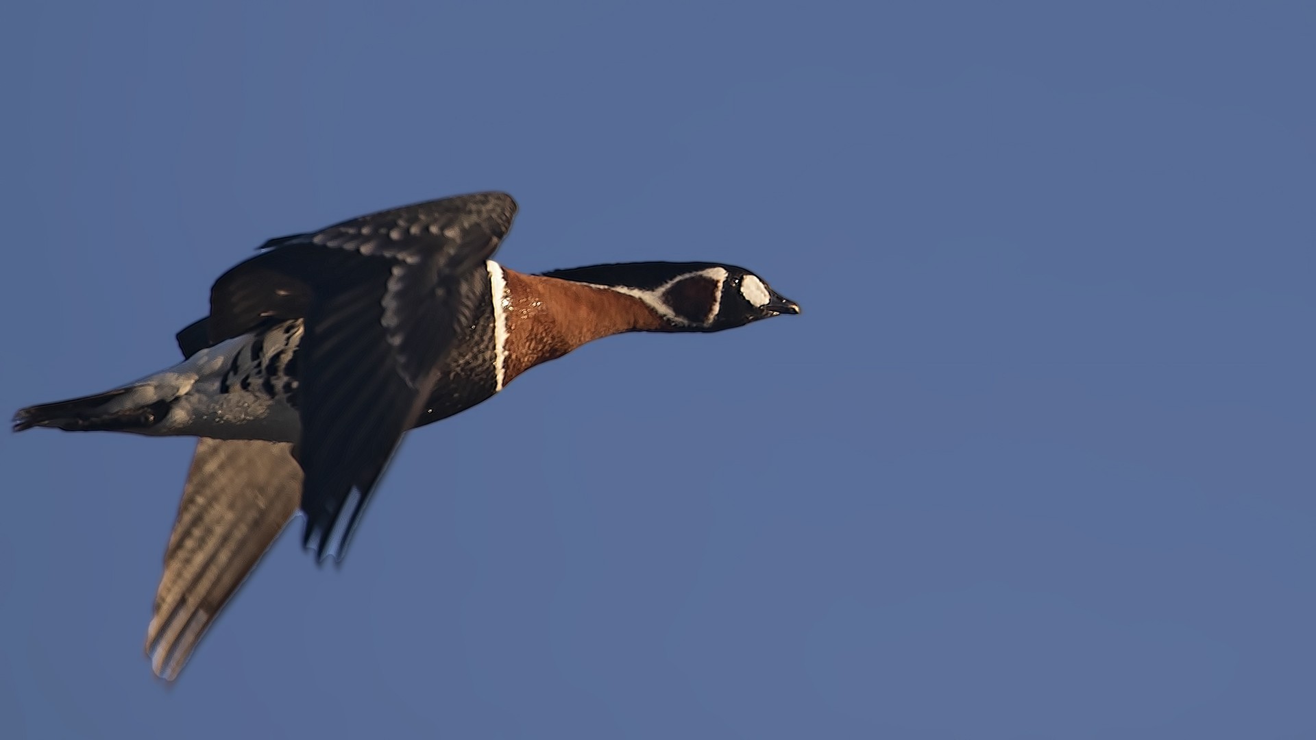 Red-breasted Goose