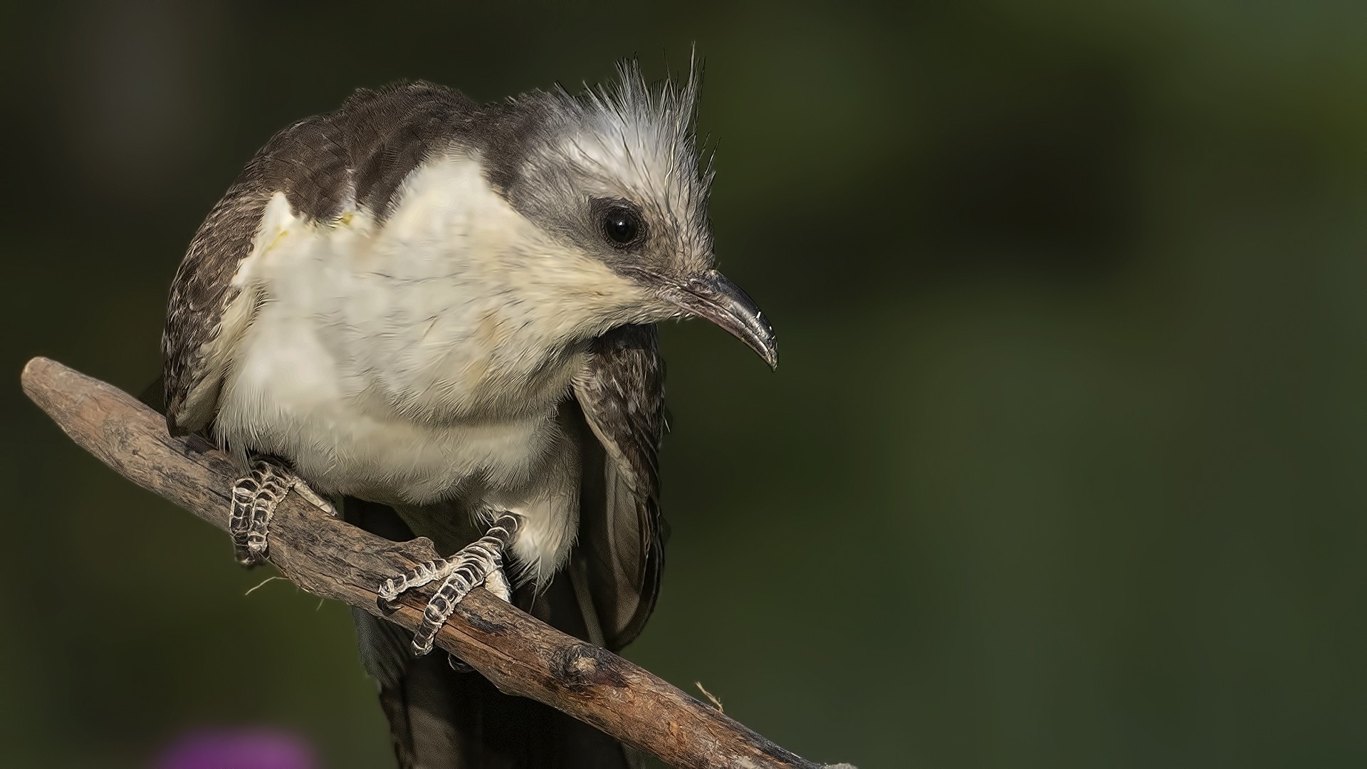 Great Spotted Cuckoo