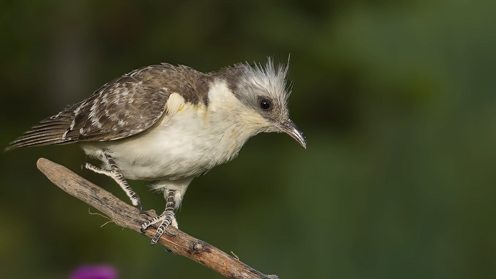 Great Spotted Cuckoo