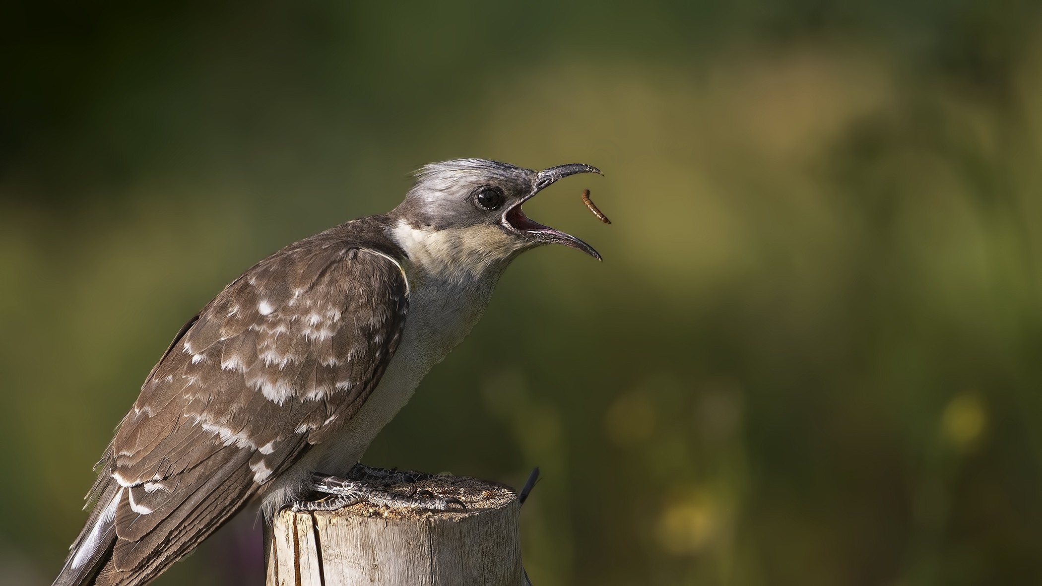 Great Spotted Cuckoo