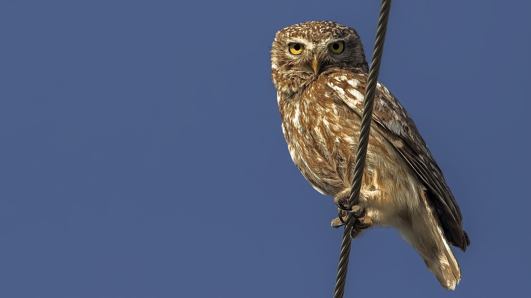 Little Owl