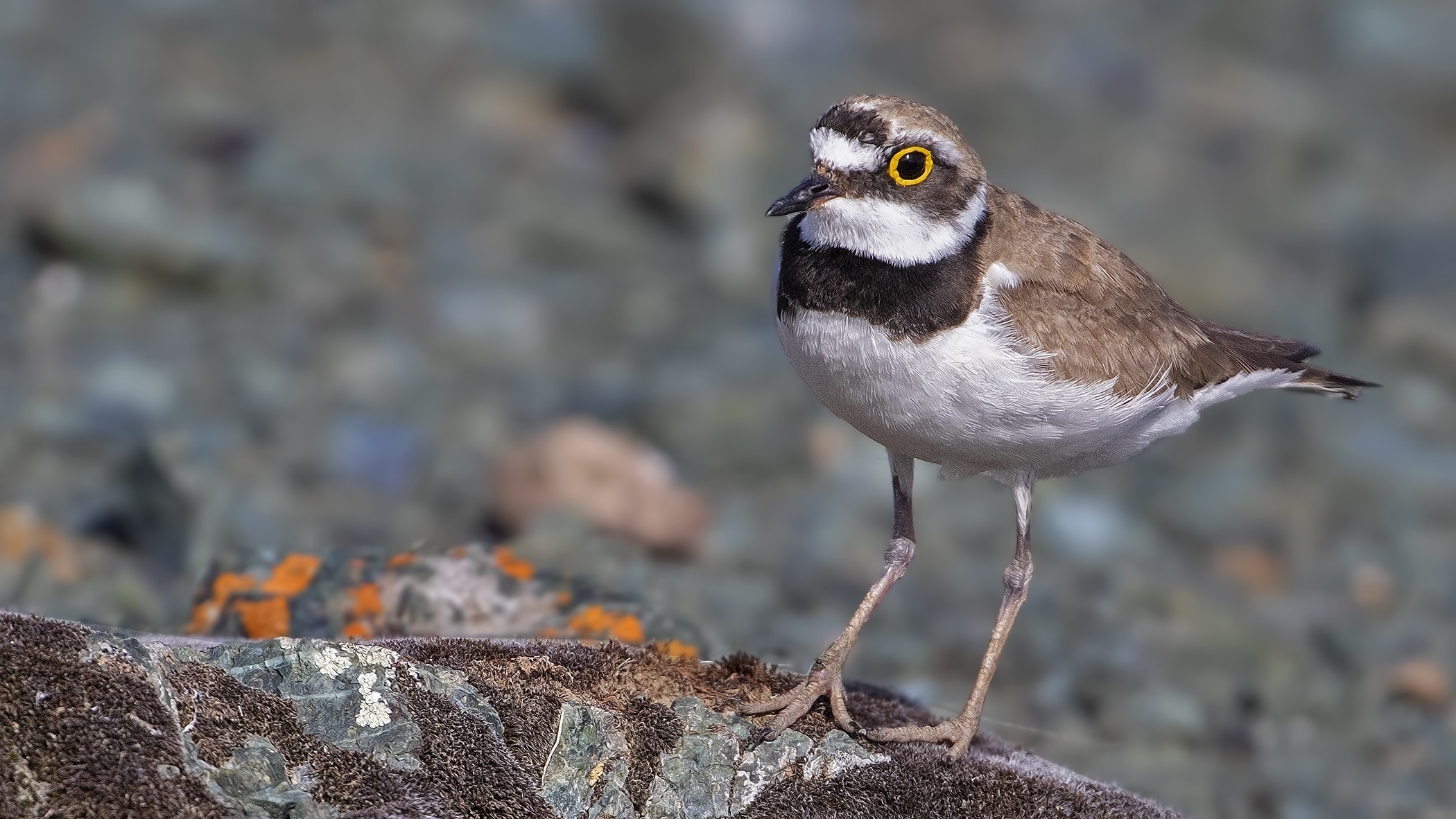 Little Ringed Plover