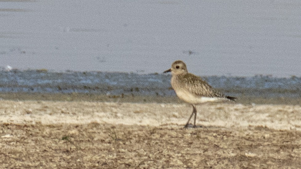 Black-bellied Plover