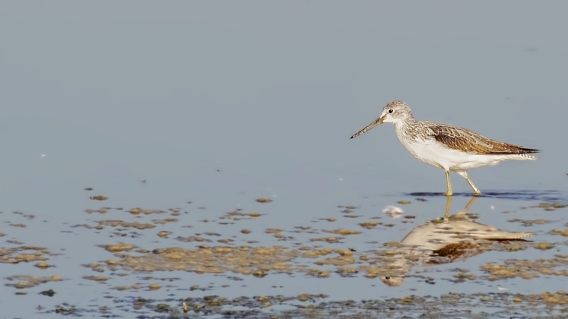Common Greenshank