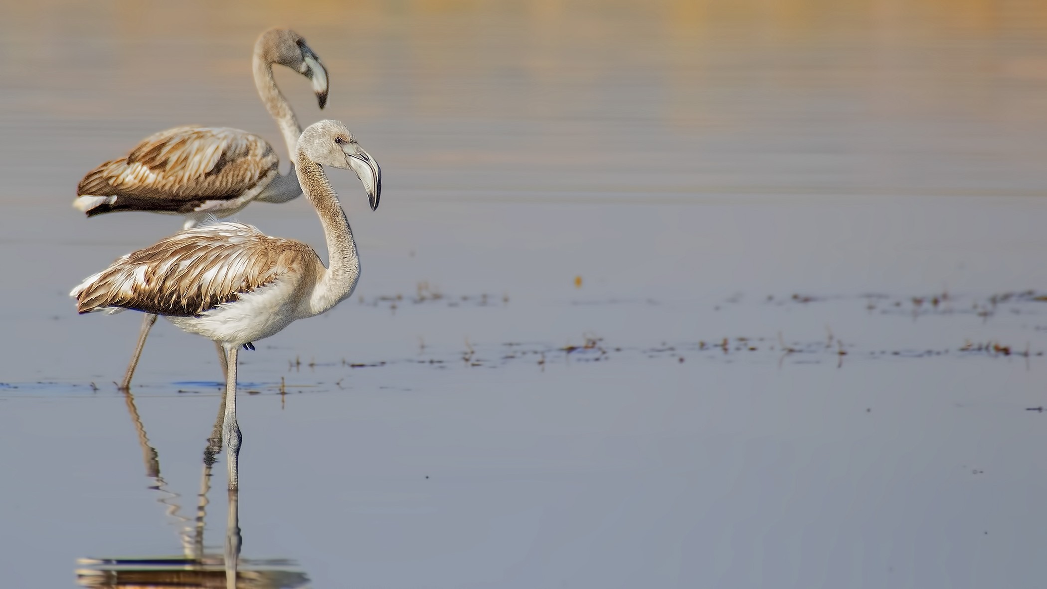 Greater Flamingo