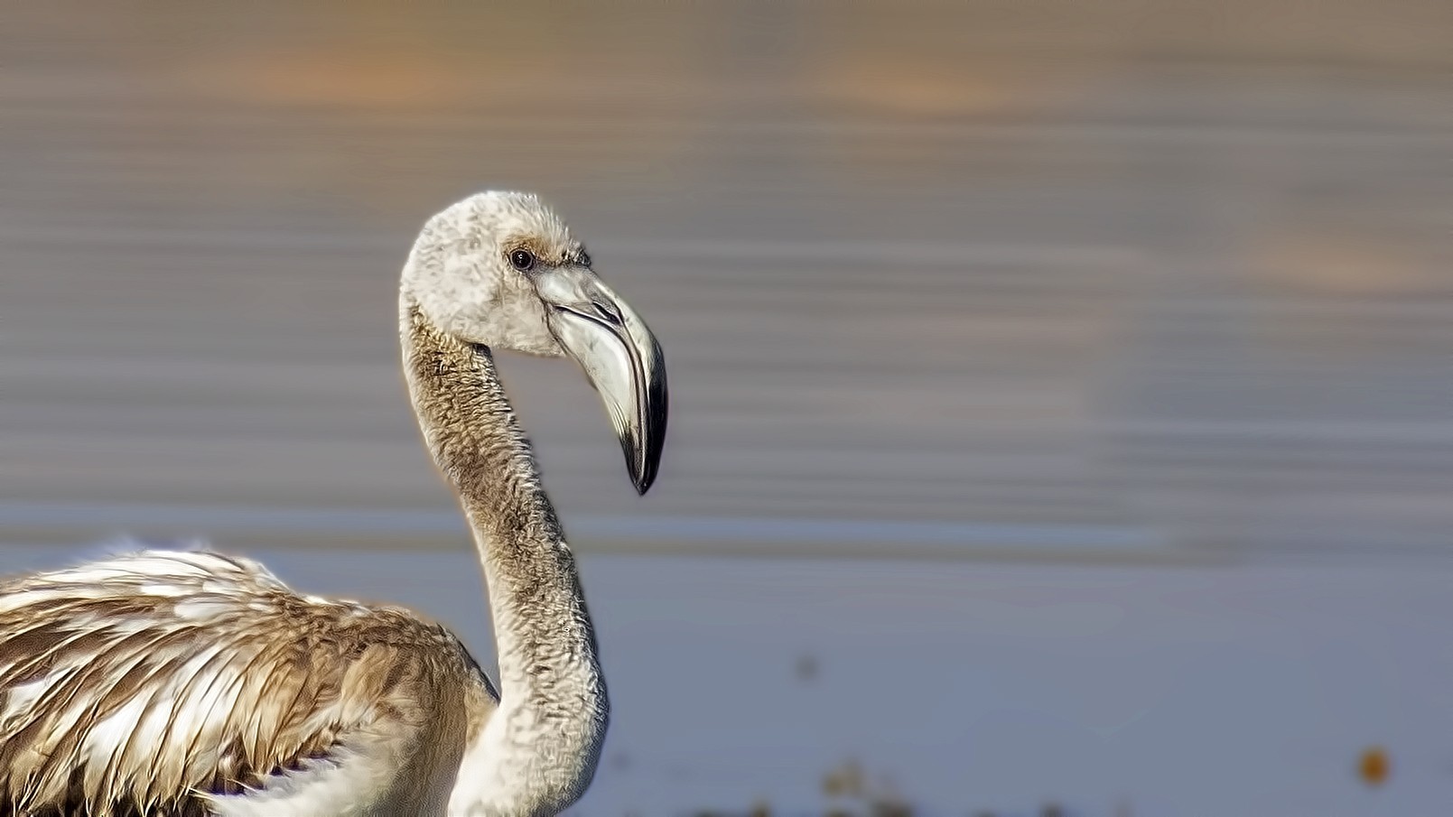 Greater Flamingo