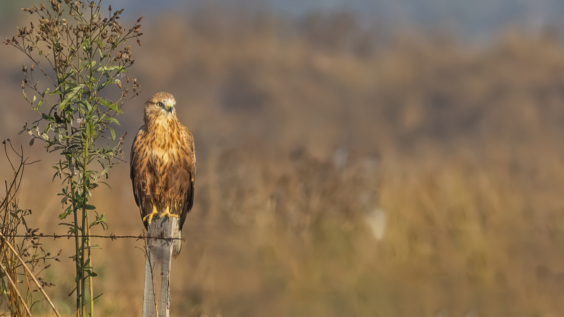 Long-legged Buzzard