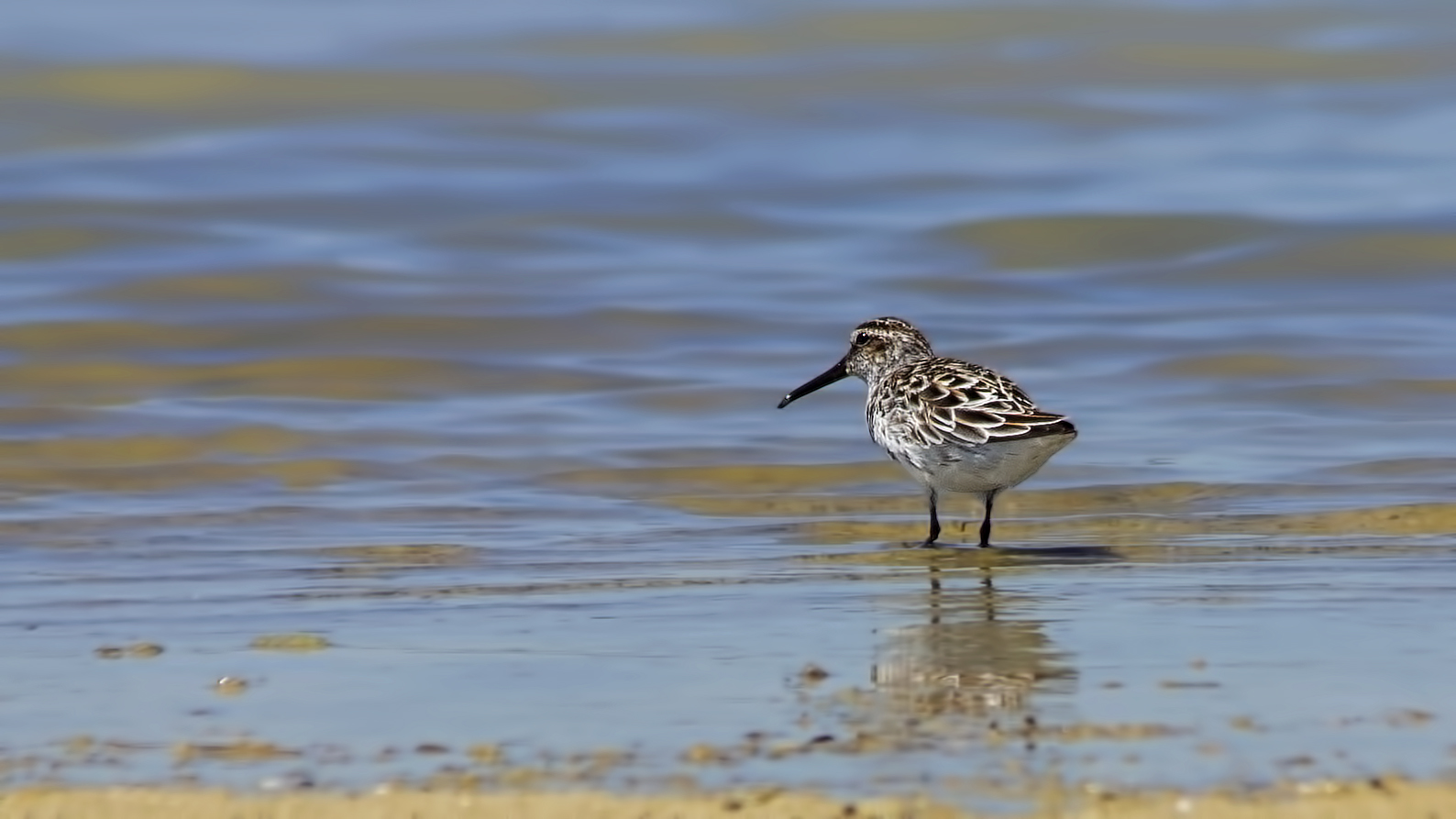 Broad-billed Sandpiper