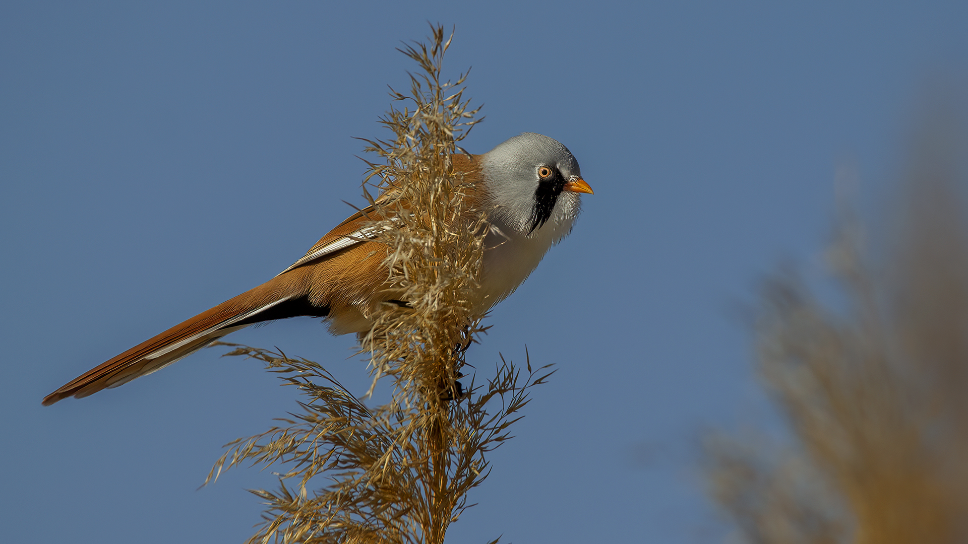 Bearded Reedling