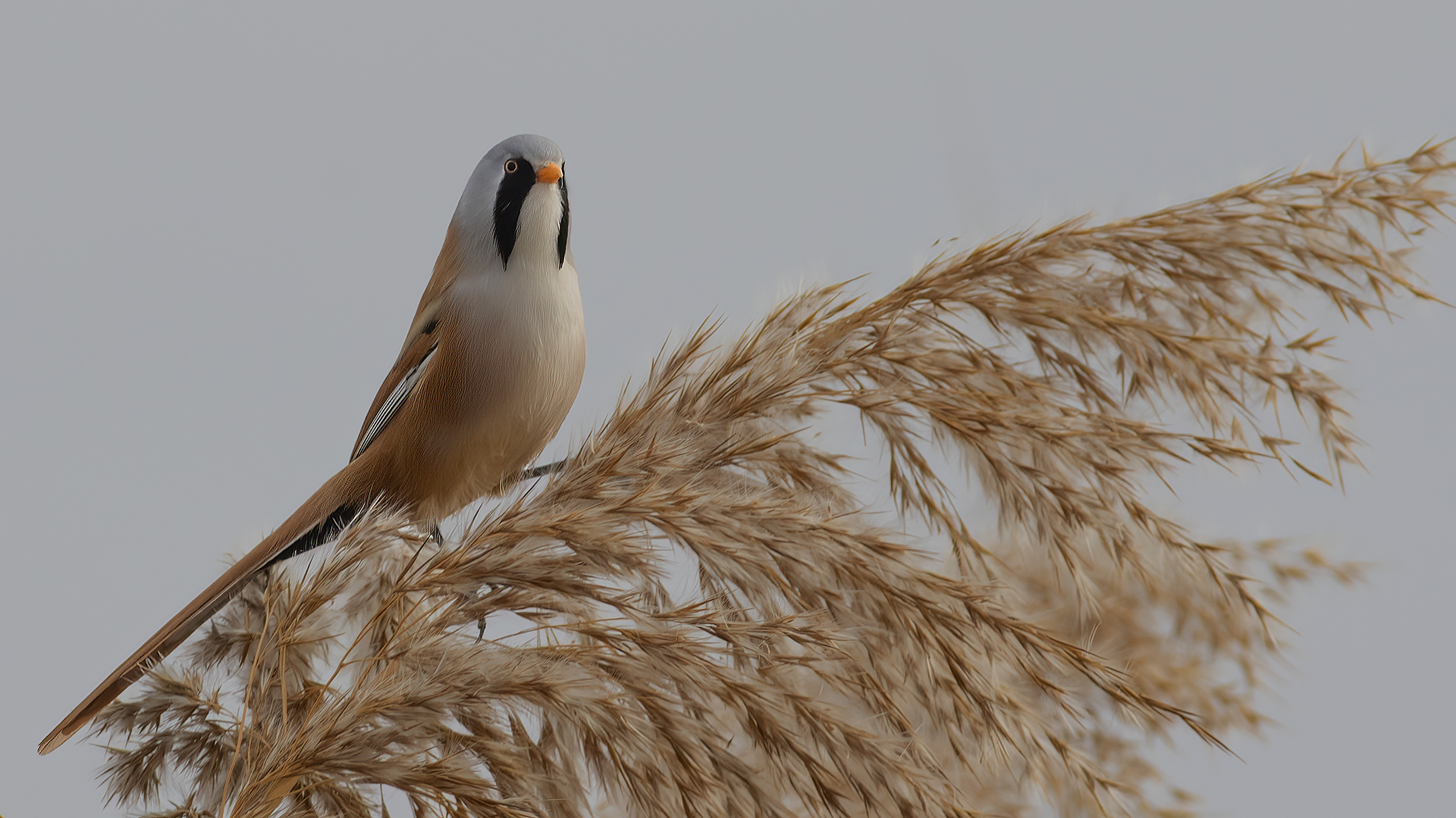 Bearded Reedling