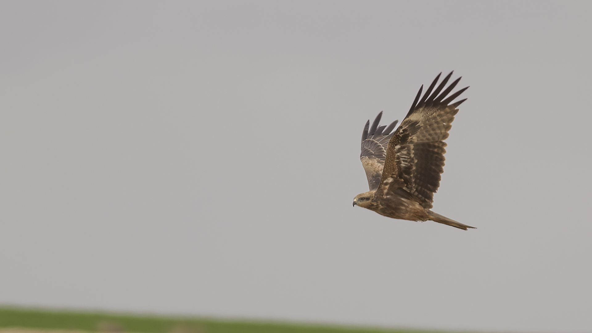 Black Kite