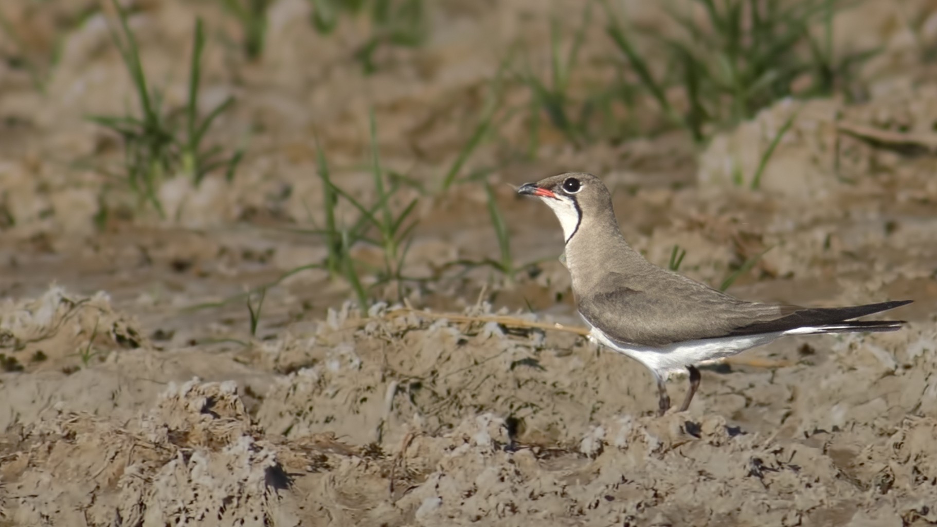 Collared Pratincole