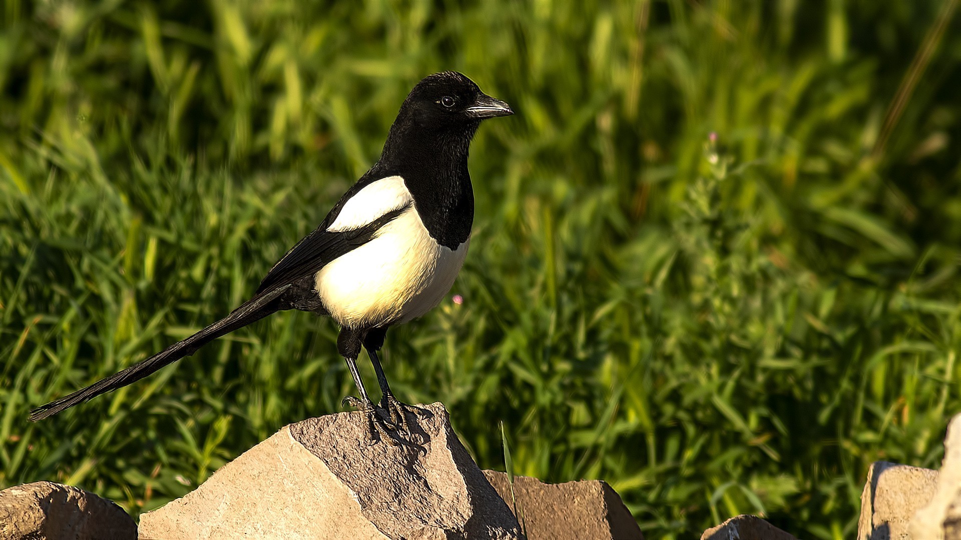 Eurasian Magpie