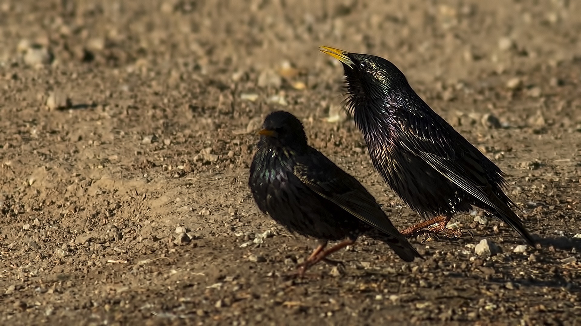 European Starling