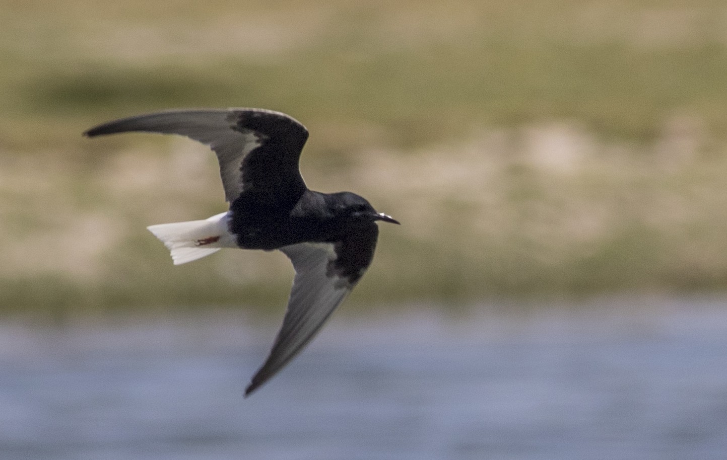 Black Tern