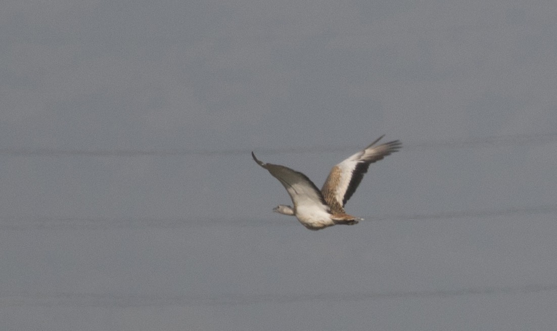 Bar-tailed Lark