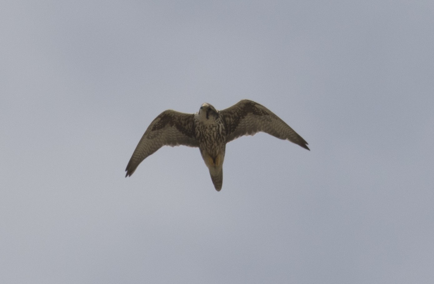 Saker Falcon