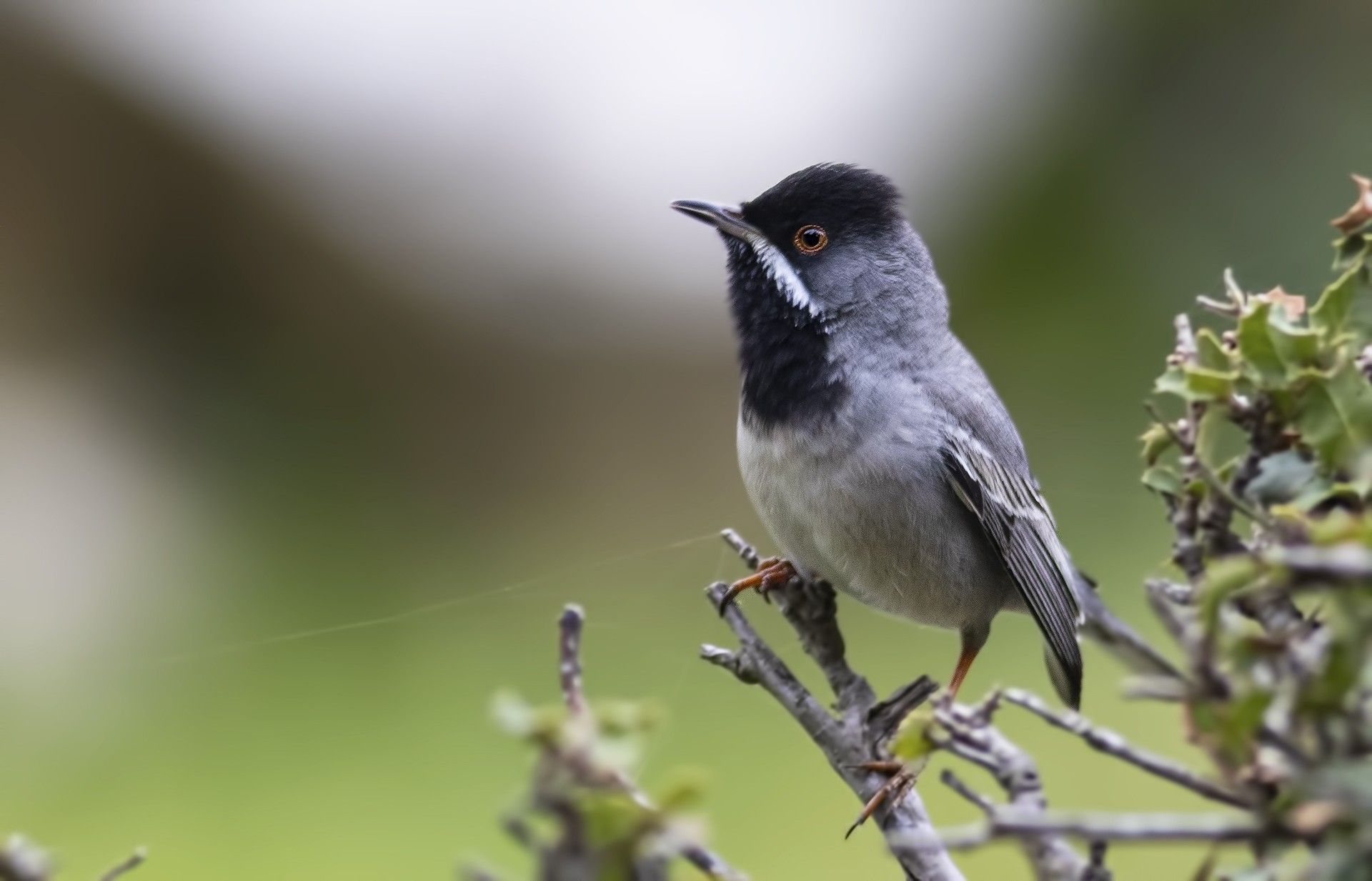 Rüppell's Warbler