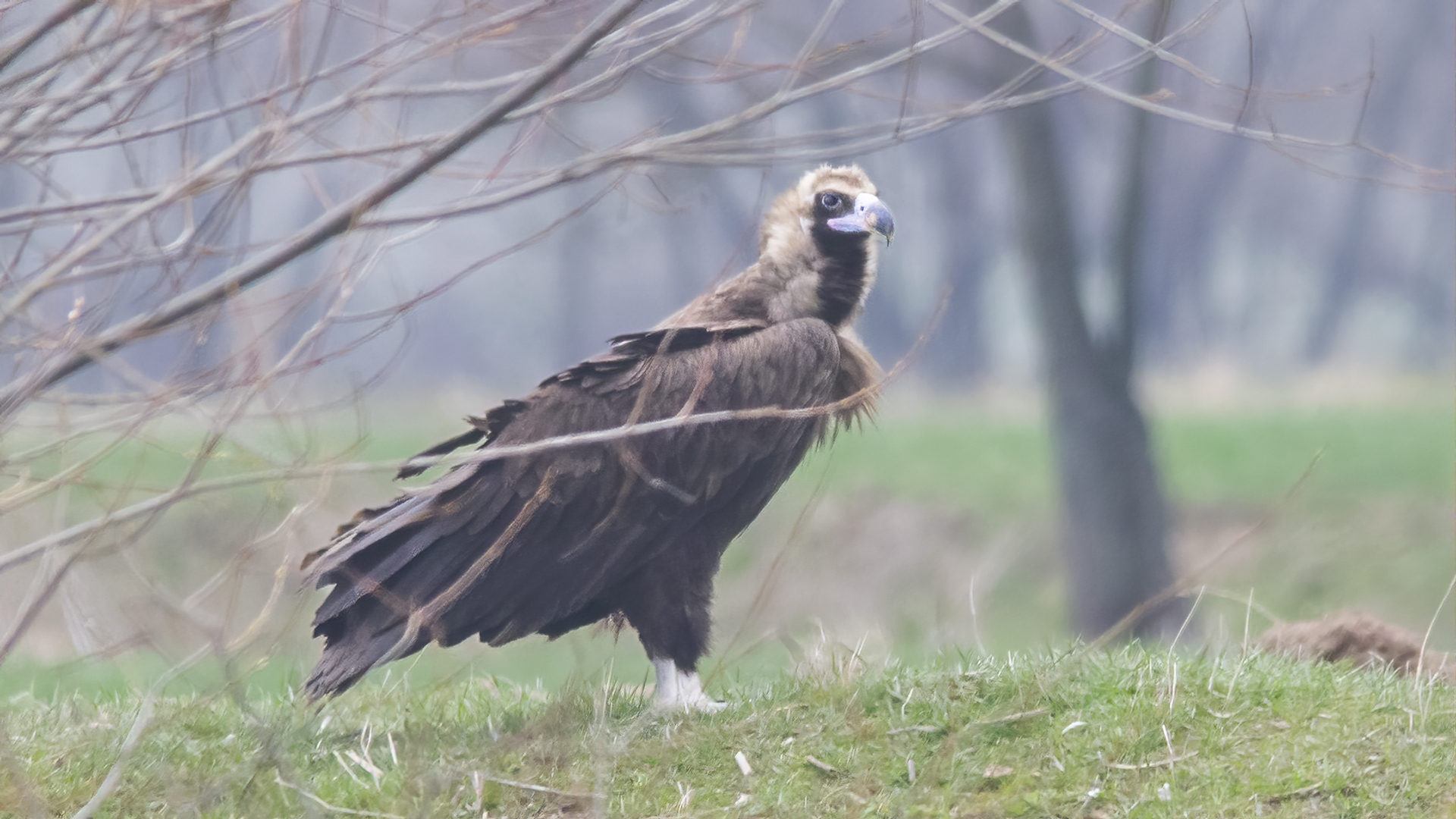 Cinereous Vulture