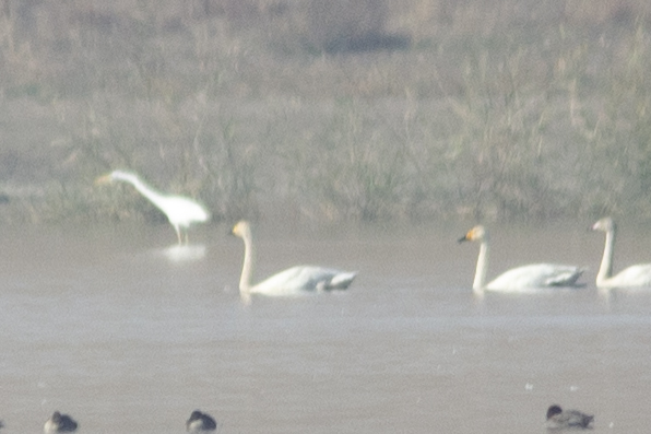 Whooper Swan