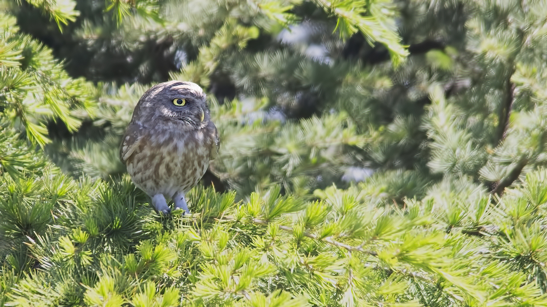 Little Owl