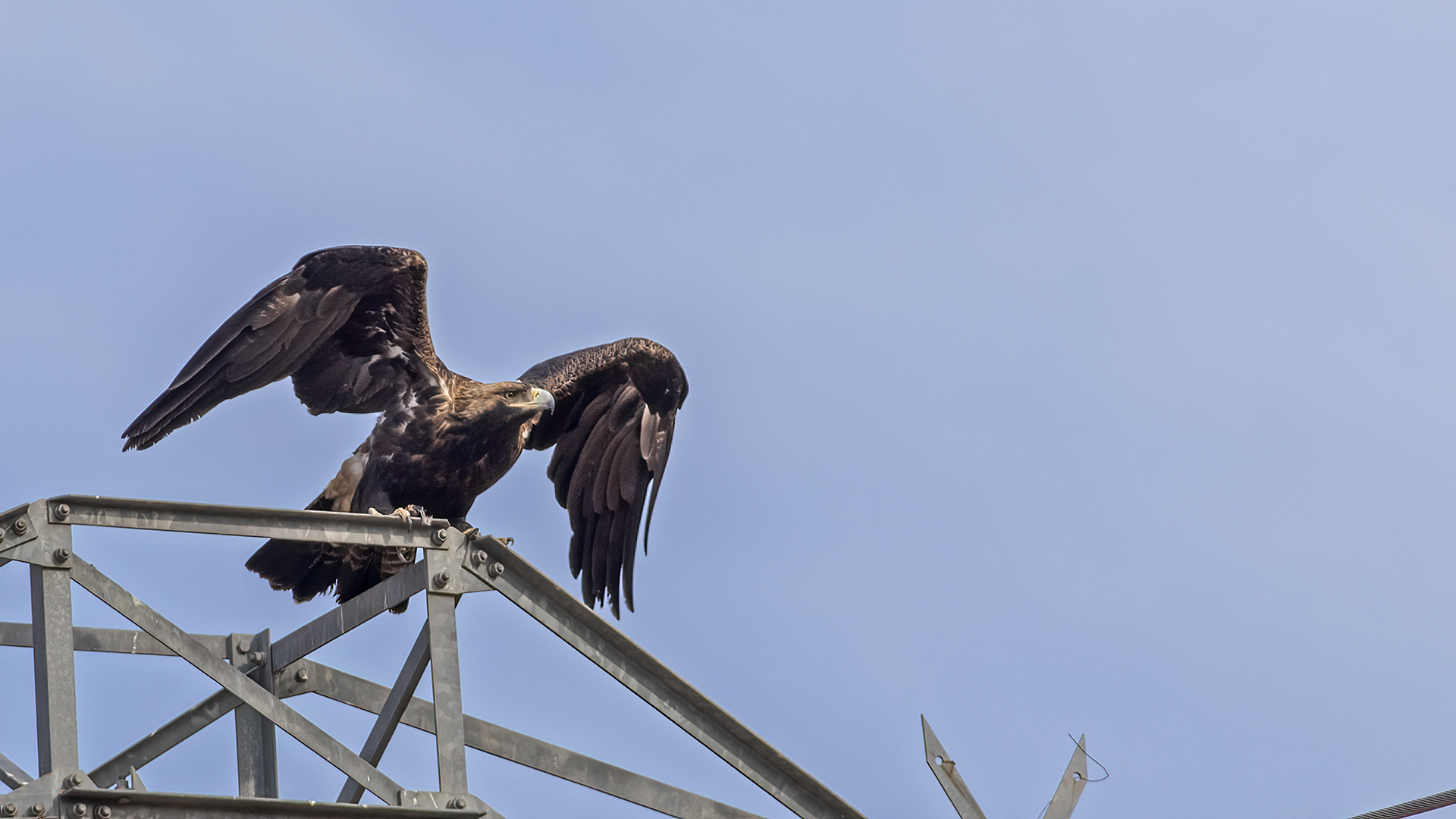 Imperial Eagle