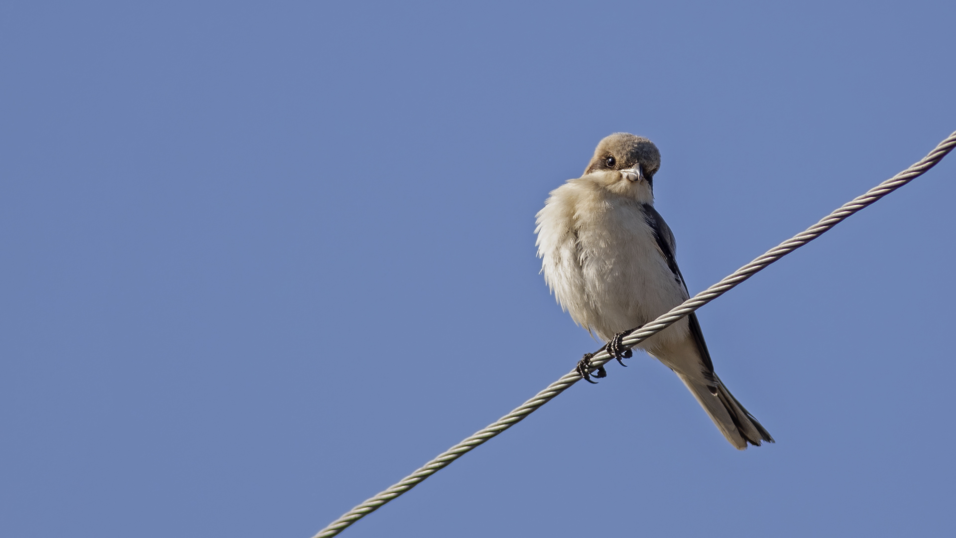 Lesser Gray Shrike