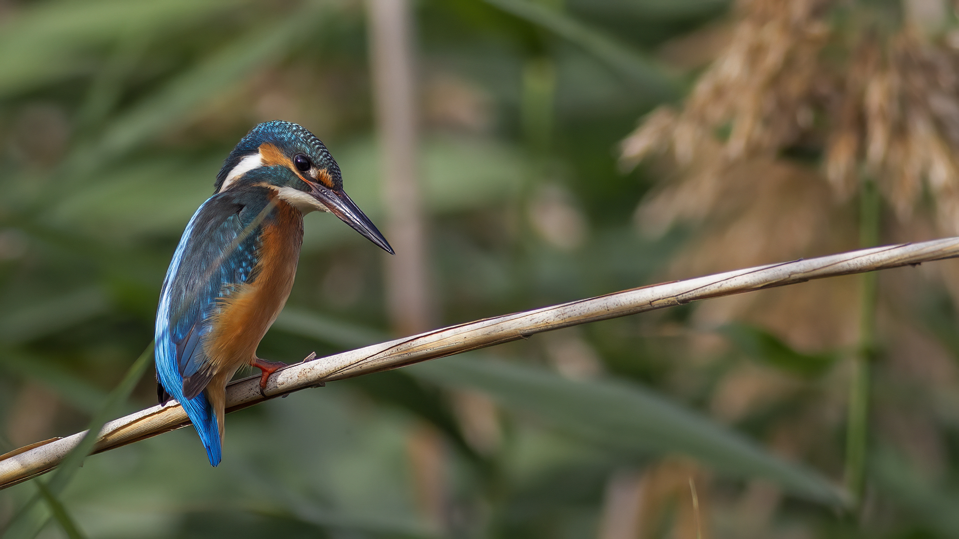 Common Kingfisher