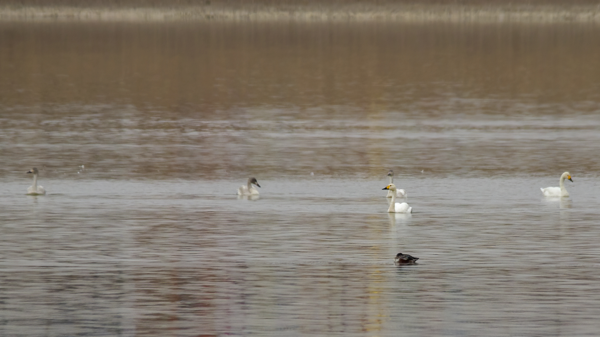 Tundra Swan