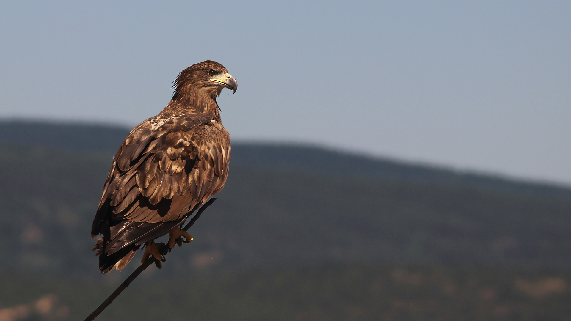 White-tailed Eagle